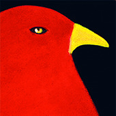 BIRD by Marisa P. Clark