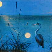 Night Heron by Danny Glenn