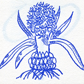 Apology for Eating Geoffrey Movius' Hyacinth by James Tate